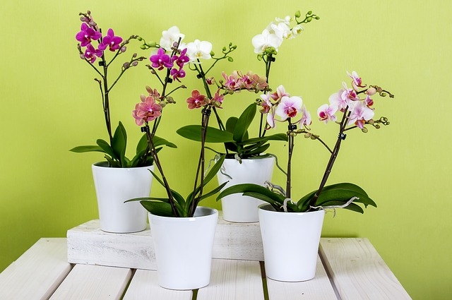 plantas de orquideas