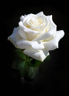 Enviar rosas blancas a domicilio