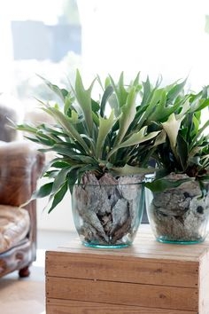 Planta Anthurium, Planta de Interior, Regalar una Planta, Floristería Online, Flores a Domicilio, La Floristería de Cristina