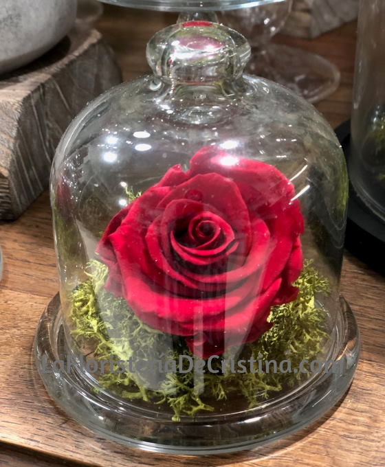 Mini Quesera Rosa Eterna | Rosa Eterna | Rosas Naturales para Regalar